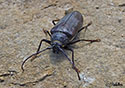 California prionus, Cerambycidae